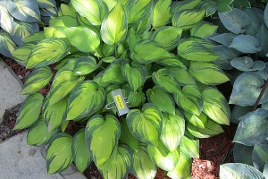 June Fever, Hosta